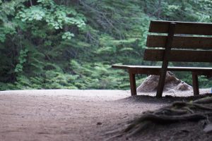 Photo of bench along the Trail of the Cedars at Glacier National Park. By Samuel Rahberg.