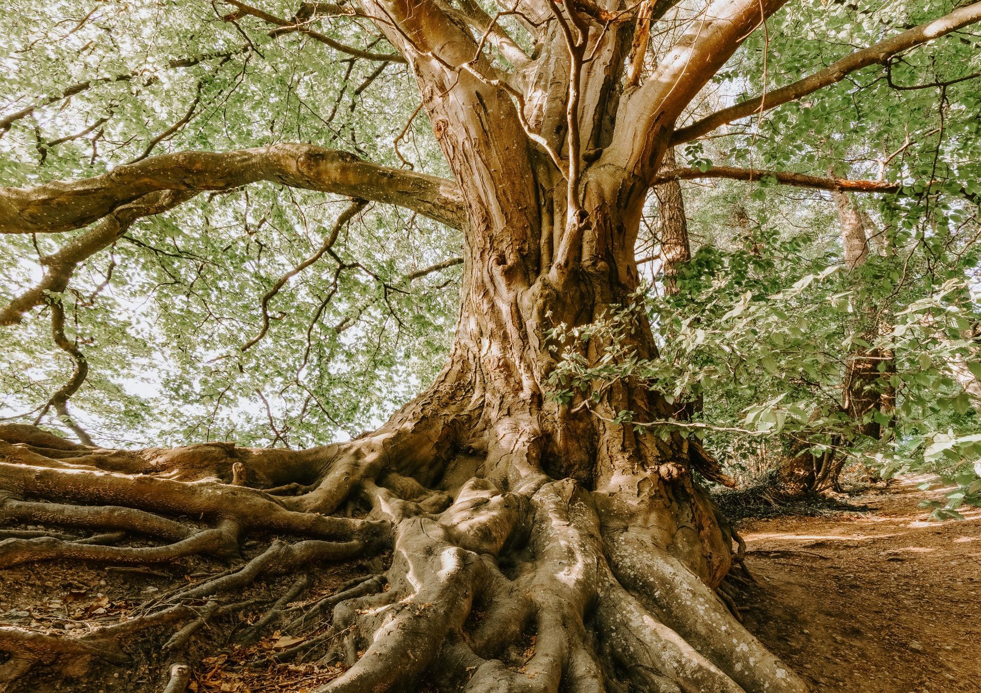 Rooted in Love: My Sustained Lectio Divina