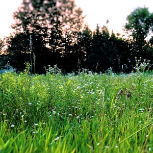 photo by Carol Jorgensen of grass and trees at dawn