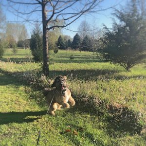 photo of Daisy, Carol Jorgensen's dog on an extended leash