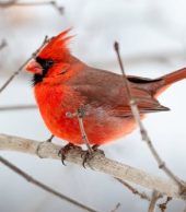 And Yet the Cardinal Sings