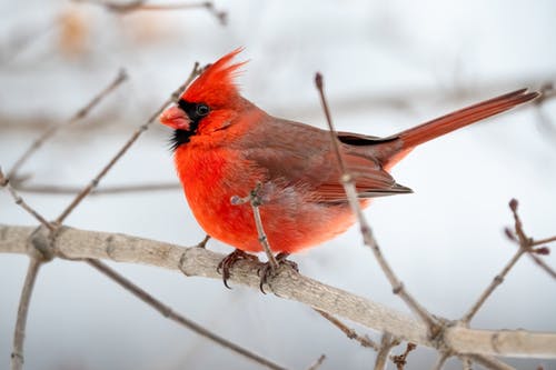 And Yet the Cardinal Sings