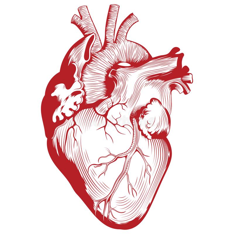 anatomical heart Benedictine Center